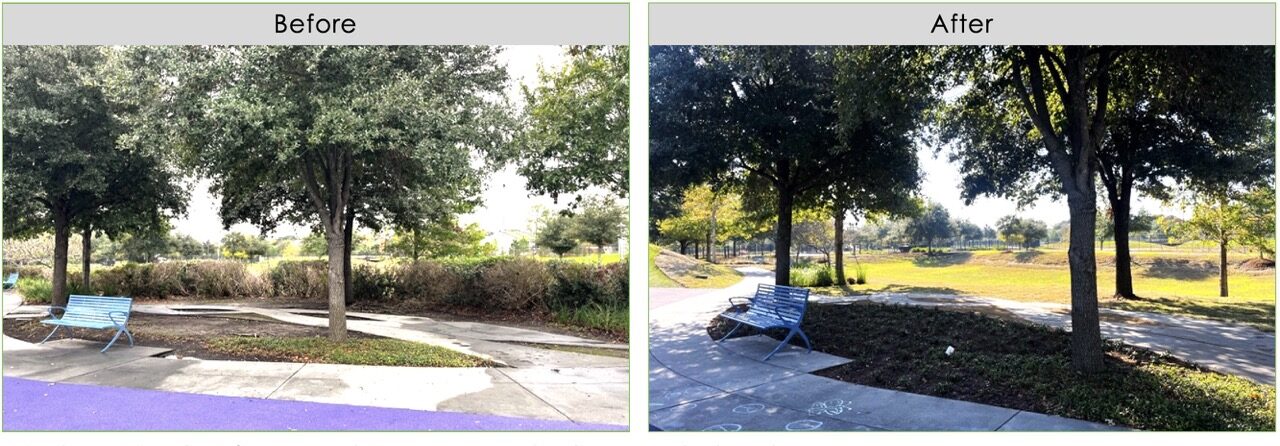 Dylan Park trees shrubs