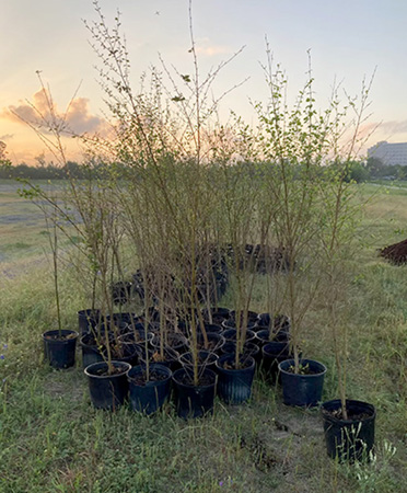 GBC Tree Planting 2