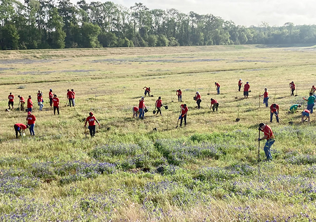 GBC Tree Planting 6 Large group of volunteers spread across a grassy field planting trees and restoring greenspace during a Greens Bayou Coalition environmental event.