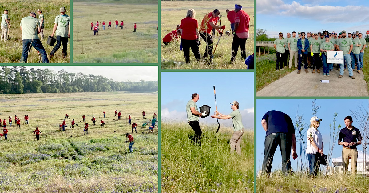 Collage of volunteers participating in a Greens Bayou tree planting event. Community members are shown planting trees, working in grassy fields, and posing for a group photo along a trail.