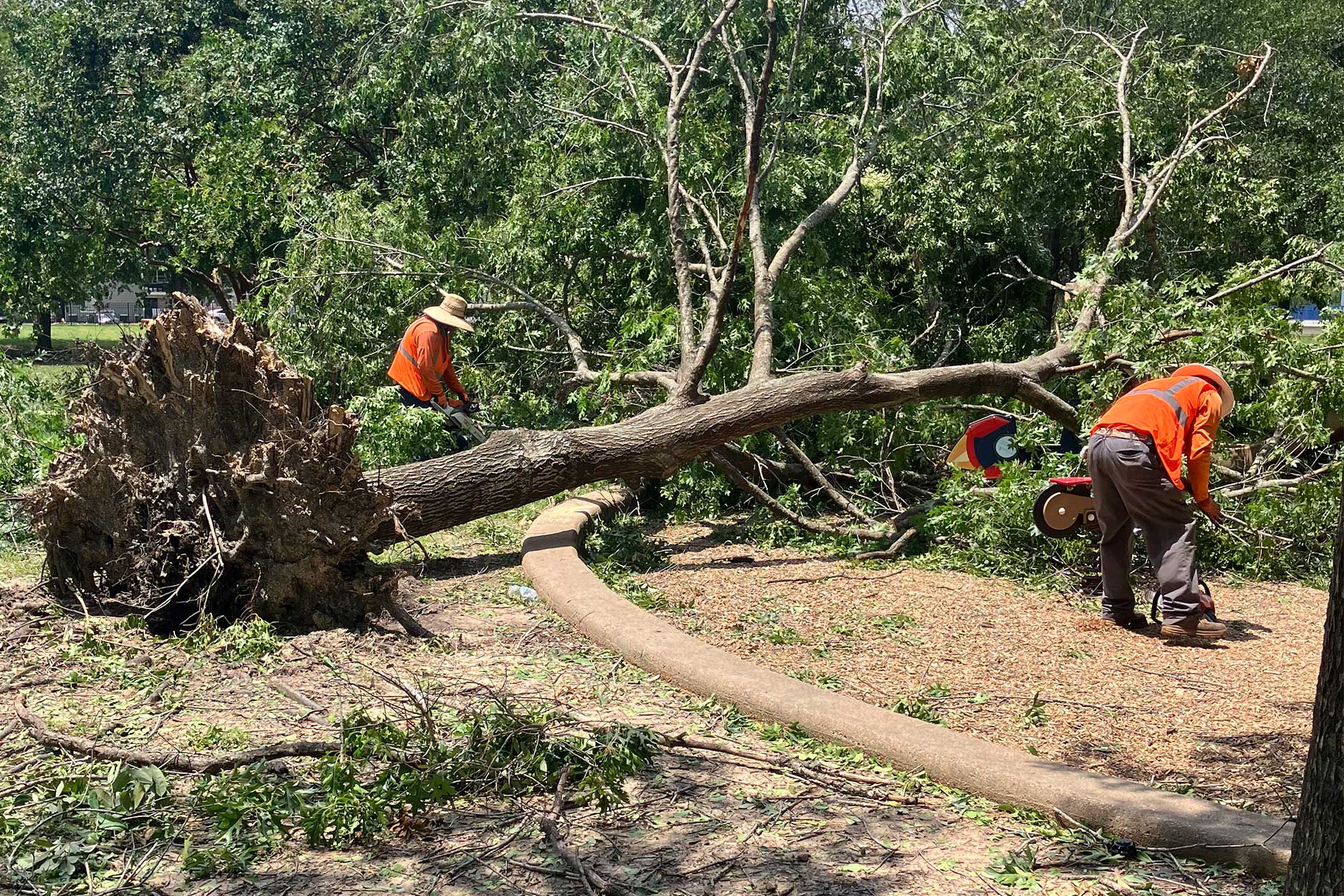 Two workers in orange safety vests work on cutting up a large fallen tree with the roots exposed after a hurricane