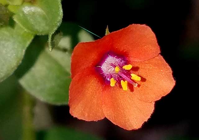 Close-up of a small orange wildflower with a purple and yellow center, surrounded by soft green leaves and illuminated by natural sunlight.