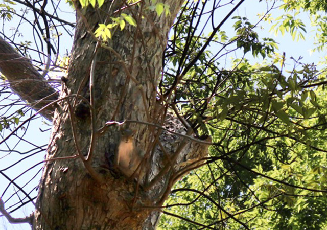 Jack Drake Park squirrel